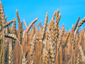 Минсельхоз работает над предложением стабилизации рынка зерна
