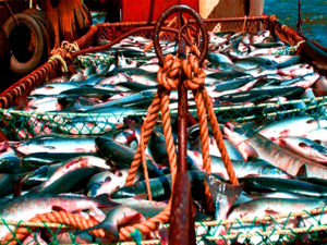 Россия обнуляет с 1 сентября пошлину на рыбную продукцию