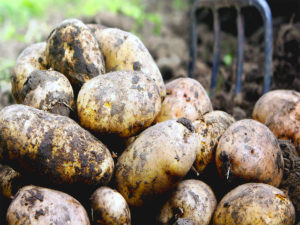 В Приморье запретили ввоз 47тонн картофеля из Китая