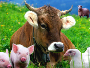 Казахстан временно запретил ввоз продукции животноводства из РФ