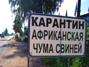 Свинину из Чувашии запретили ввозить в Беларусь