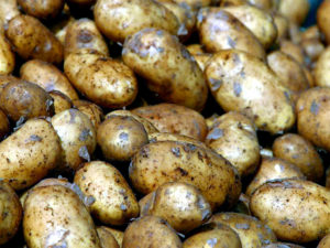 Смена главного поставщика картофеля в РФ 