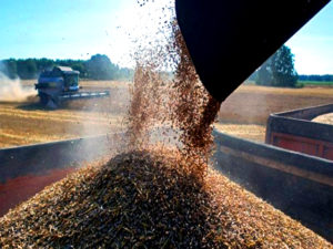Россия планирует начать  поставки пшеницы в Венесуэлу