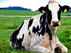 Нулевая ставка на ввоз импортного скота появится 26 ноября