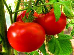 Россельхознадзор считает, что Белоруссия занимается реэкспортом груш и томатов из Турции